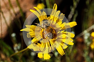 Closeup of a honeybee pollinating a yellow dandelion flower