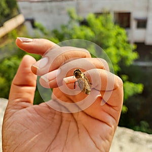 Closeup of honeybee sitting in human hand, nature photography, bees wallpaper