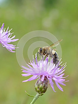 Honeybee Taking Off