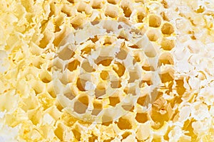 Closeup of honeycomb as culinary background