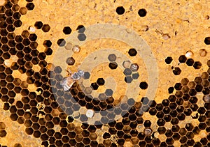 Closeup honeycomb background