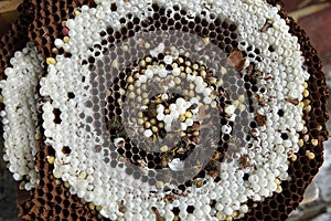 Closeup of Honeycomb