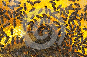 Closeup of honeycomb, honeybeers and queen bee