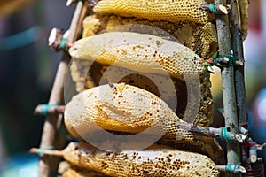 Closeup of Honeycomb piece background, thai street food market
