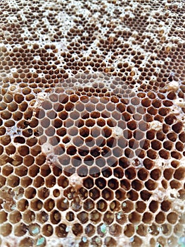 Closeup Honeycomb.