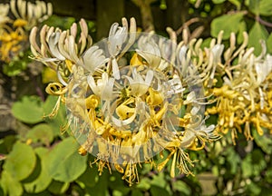 Closeup Honeysuckle, Lonicera etrusca `Michael Rosse`