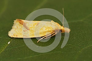 Closeup of the hook-marked straw moth, Agapeta hamana in the garden