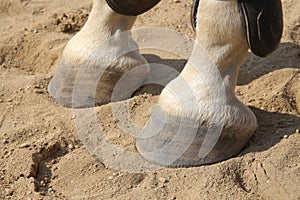 Closeup of the hooves from a horse on race track in the sand