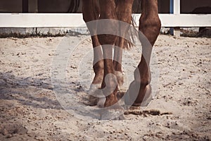 Closeup of the hooves from a horse while in trot , Detail of a horse training inside a horseback riding school