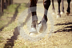 Closeup of the hooves from a horse while in trot on an outside track