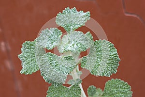 Closeup horehound plant on rusty red background