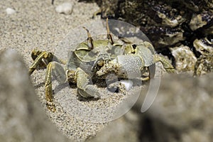 Closeup of a Horned Ghost Crab on the beach
