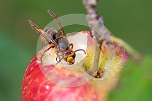Closeup of a hornet on a red ripe apple, blurry green background