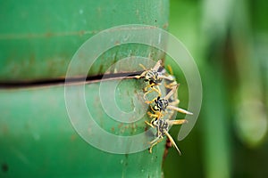 Closeup of hornets on the side of a green metal barrel located in the garden