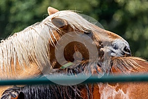 Closeup of a horse, captured through the fence