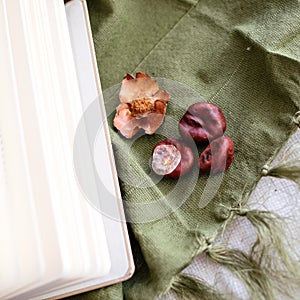 Closeup of horse chestnuts beside an open book on a green fabric - autumn concept background