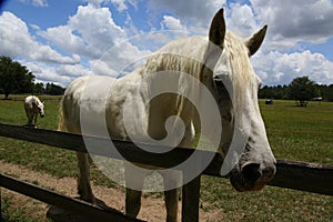 Closeup of a horse