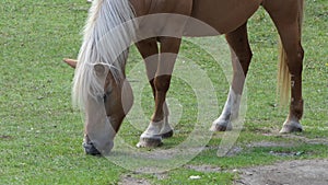 Closeup of horse eating in the grass