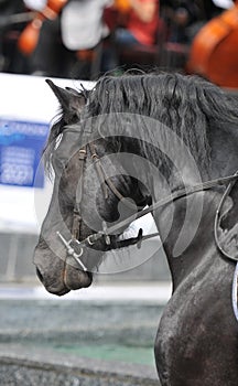 Closeup of a horse head with detail on the eye