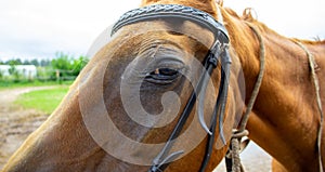 Closeup of a horse head with detail on the eye. Harnessed horse being lead - close up details. A stallion horse being riding.