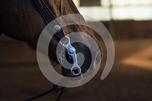 Closeup of a horse mouth with a curb bit, western riding