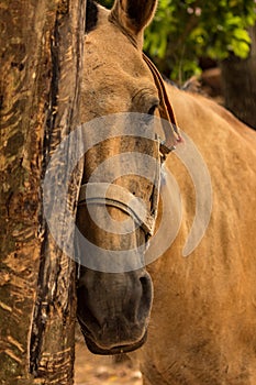 Closeup on horse nose