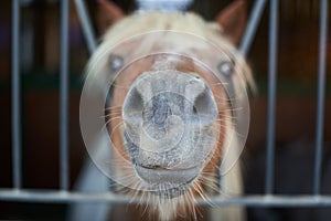 Closeup of Horse nose and head. Cute Horse in Barn