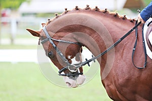 Closeup of a horse portrait before the competition during training