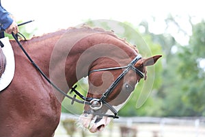 Closeup of a horse portrait before the competition during training