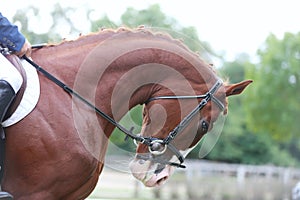 Closeup of a horse portrait before the competition during training