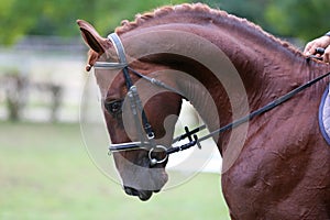 Closeup of a horse portrait before the competition during training