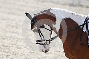 Closeup of a horse portrait during competition training