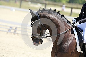 Closeup of a horse portrait during competition training