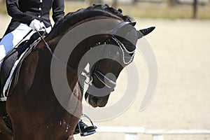 Closeup of a horse portrait during competition training