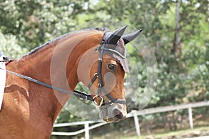 Closeup of a horse portrait during competition training