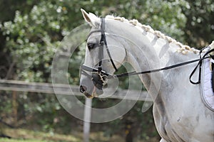 Closeup of a horse portrait during competition training