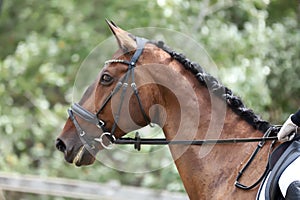 Closeup of a horse portrait during competition training