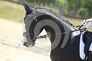 Closeup of a horse portrait during competition training