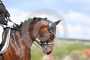 Closeup of a horse portrait during competition training