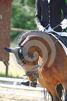 Closeup of a horse portrait during competition training