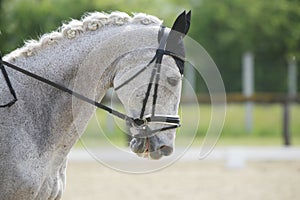 Closeup of a horse portrait during competition training