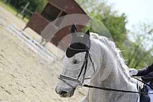 Closeup of a horse portrait during competition training