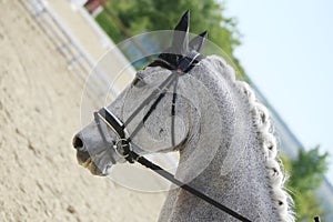 Closeup of a horse portrait during competition training