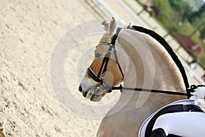 Closeup of a horse portrait during competition training