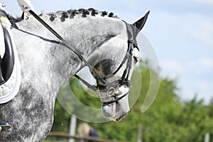 Closeup of a horse portrait during competition training