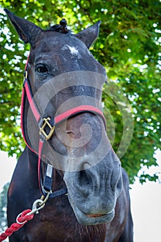 Closeup Horse Portrait Summer