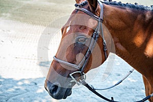 Closeup Horse Portrait Summer