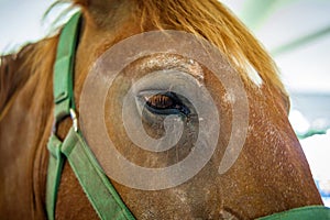 Closeup Horse Portrait Summer