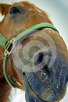 Closeup Horse Portrait Summer