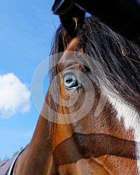 Closeup of a horse's blue eye